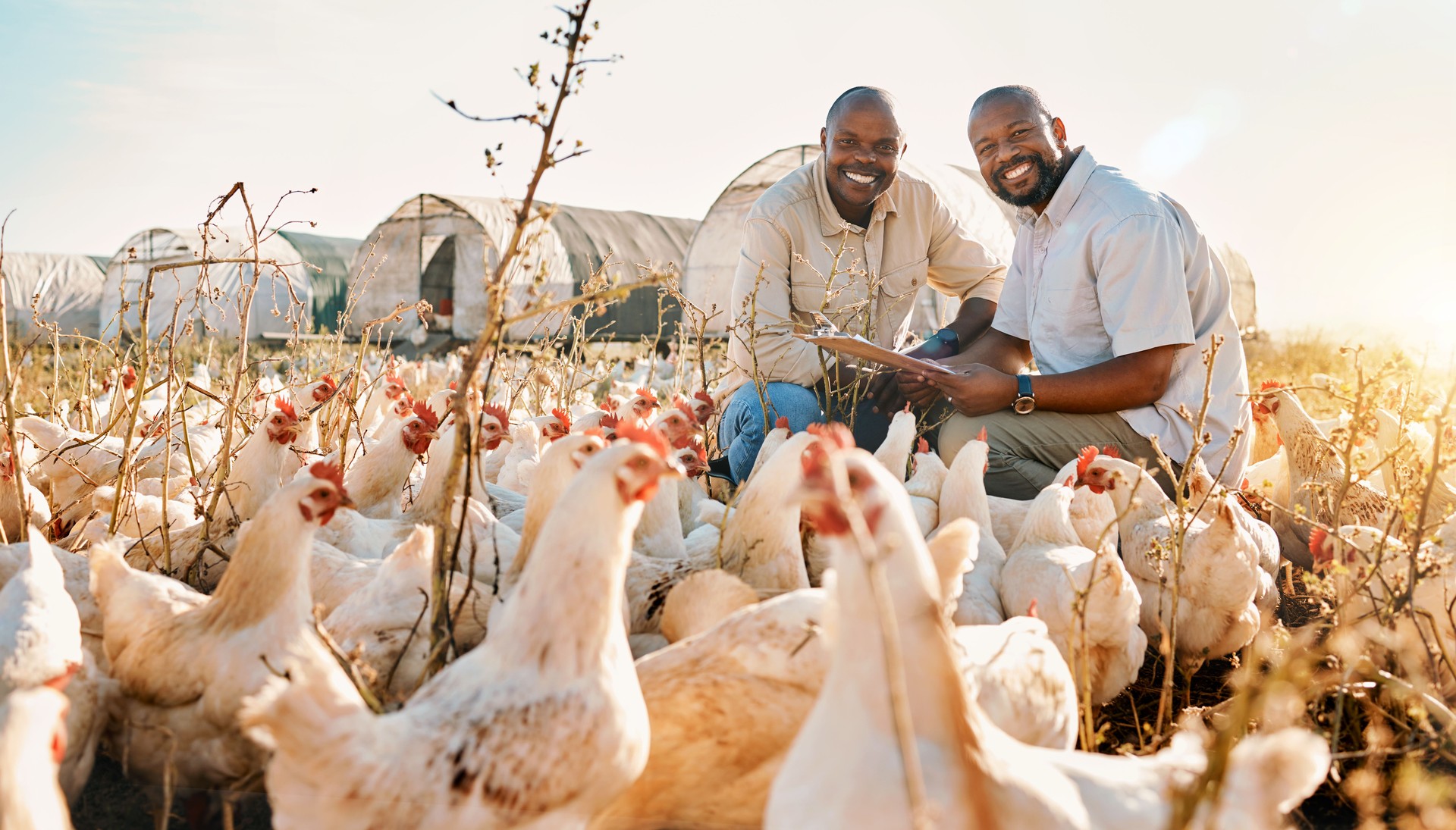 People, farmer checklist and chicken in agriculture,  sustainability or eco friendly, free range and teamwork portrait. Happy, african men or small business owner with animals, clipboard and outdoor